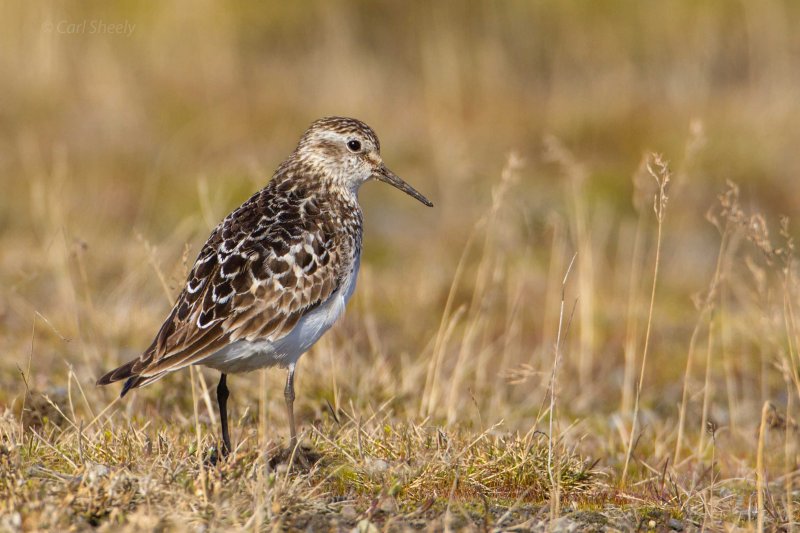 Bairds Sandpiper