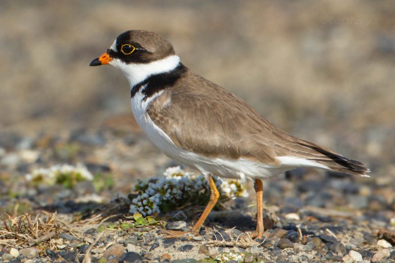 Semi-palmated Plover