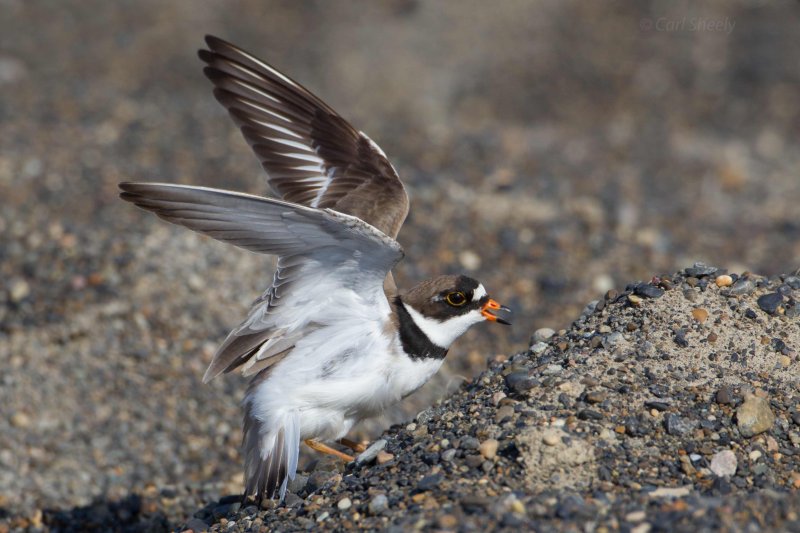 Semi-palmated-Plover-1-7-13-w.jpg