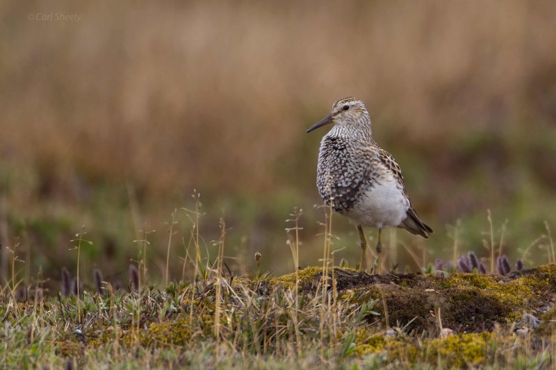 Pectoral Sandpiper