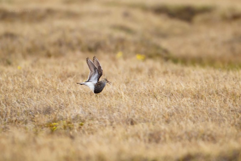 Pectoral Sandpiper