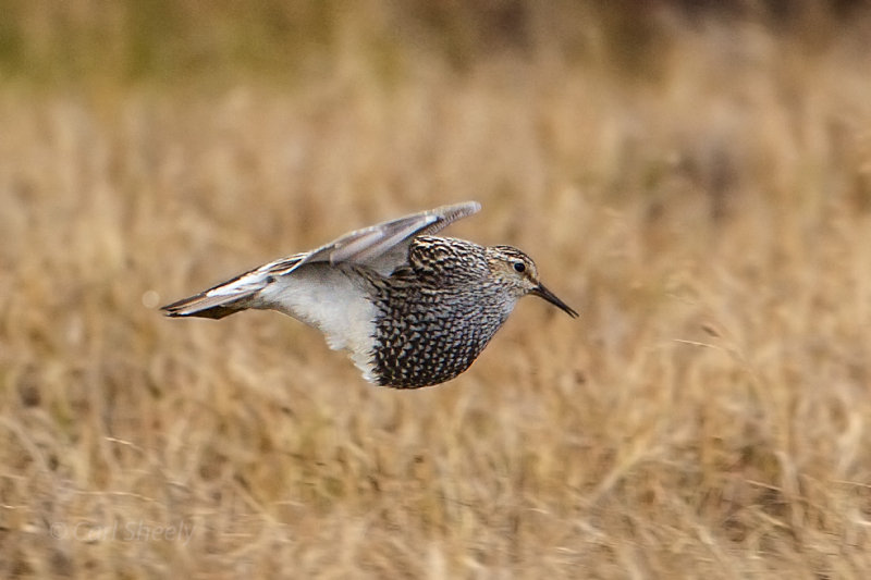 Pectoral Sandpiper in display flight