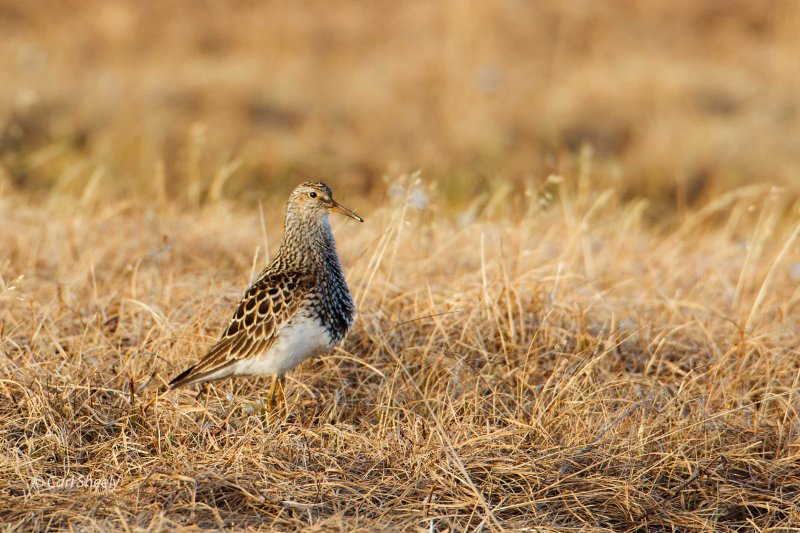 Pectoral-Sandpiper7-4-w.jpg