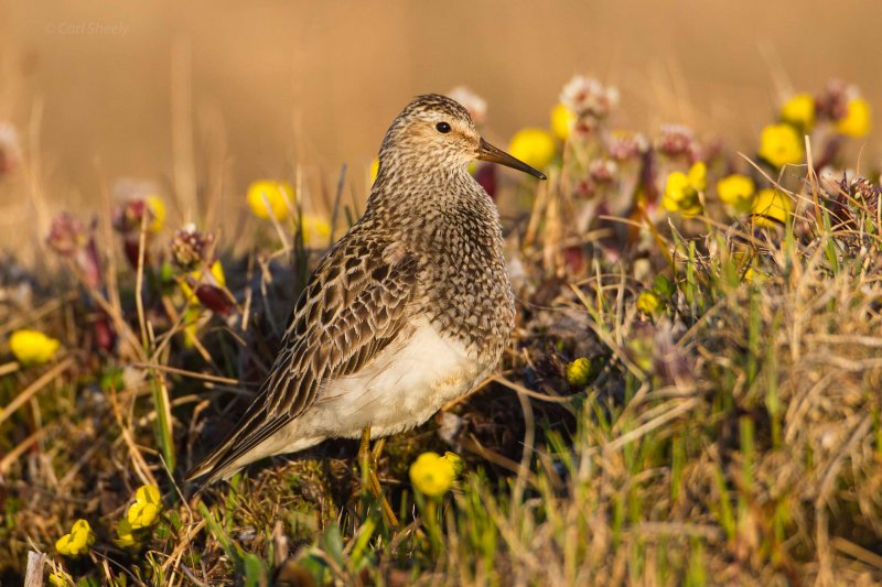 Pectoral-Sandpiper7-11-w.jpg