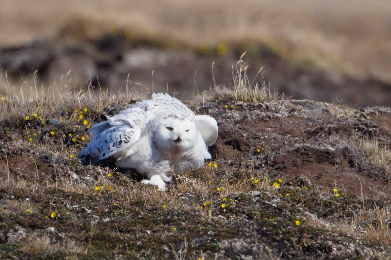 Snowy Owl-f