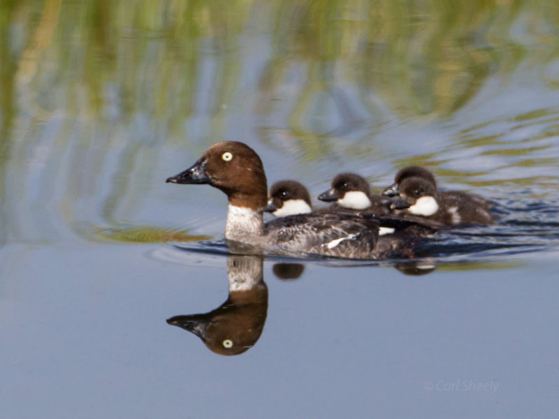 Common-Goldeneye-with-chicks.jpg