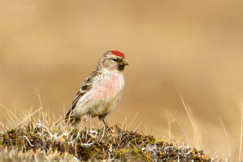 Hoary-Redpoll-1-7-7-w.jpg