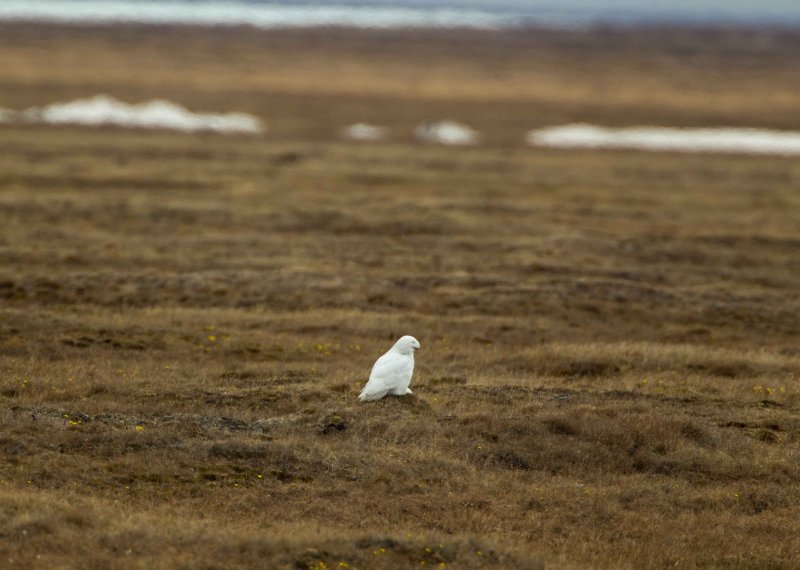 Snowy Owl -male