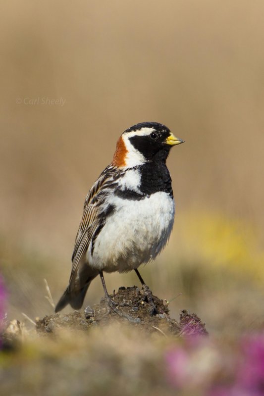 Lapland-Longspur-2-7-9-w.jpg