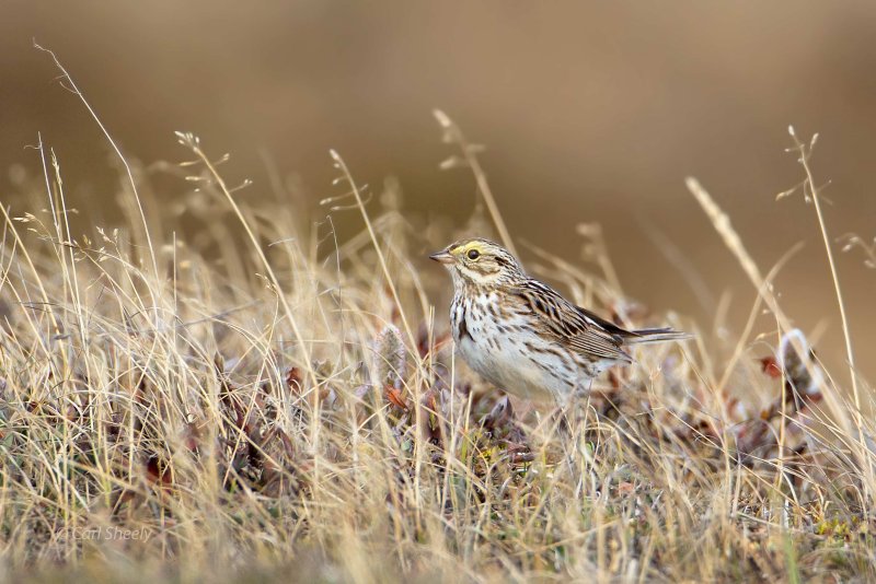 Savannah-Sparrow-7-7-w.jpg