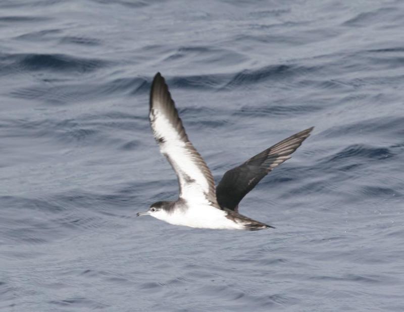 Audubons Shearwater-3.jpg