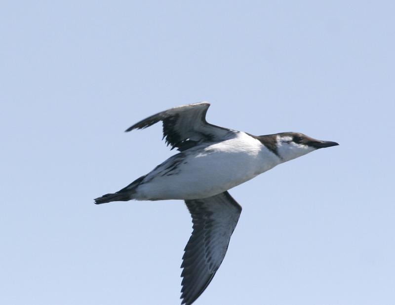Common Murre-2.jpg