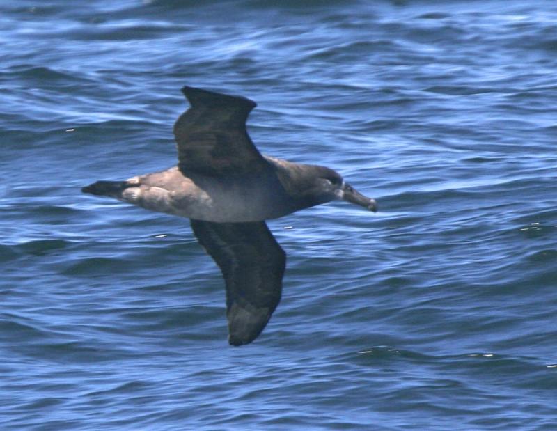 Black-footed Albatross-1.jpg