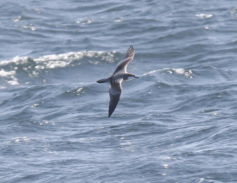 Bullers Shearwater-2.jpg