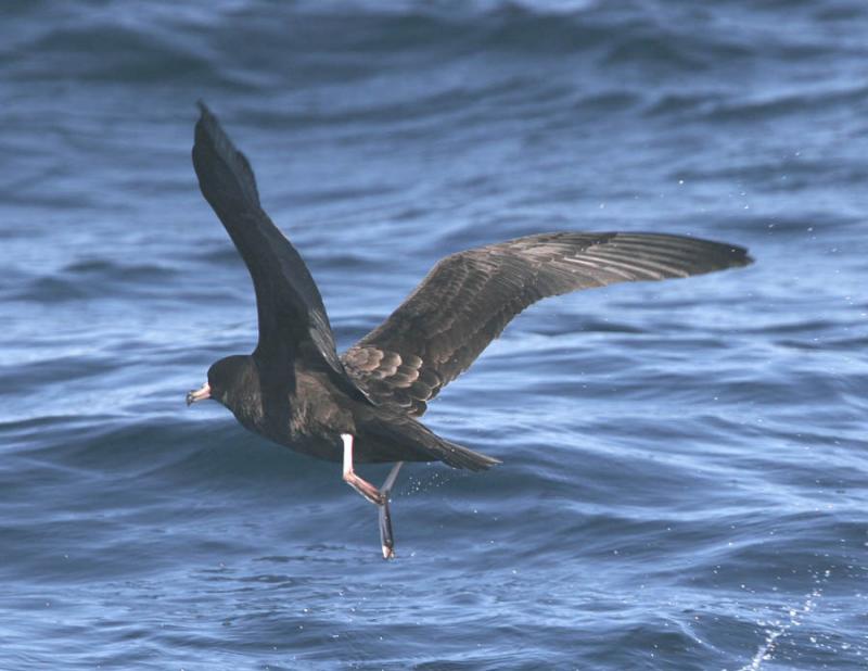 Flesh-footed Shearwater-7.jpg