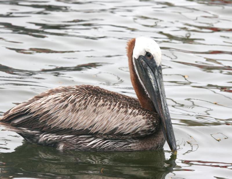 Brown Pelican-3.jpg