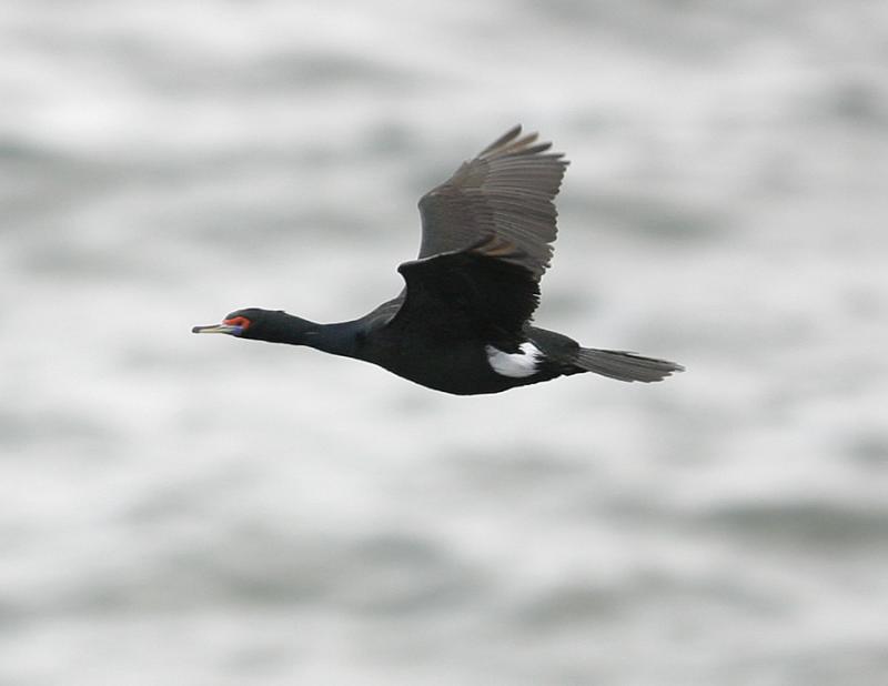 Red-faced Cormorant-3.jpg