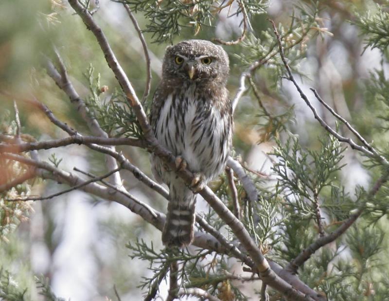 Northern Pygmy-Owl-2.jpg