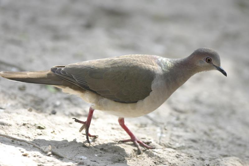 White-tipped Dove-2.jpg