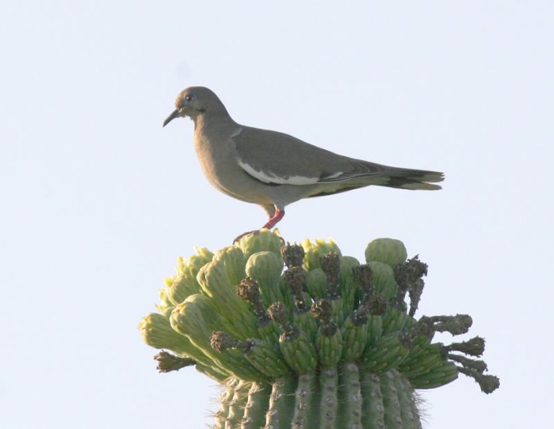 White-winged Dove-3.jpg