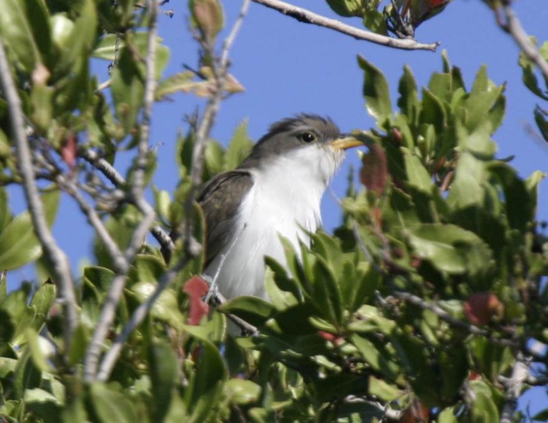 Yellow-billed Cuckoo-2.jpg