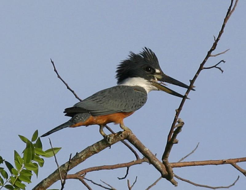 Ringed kingfisher-2.jpg