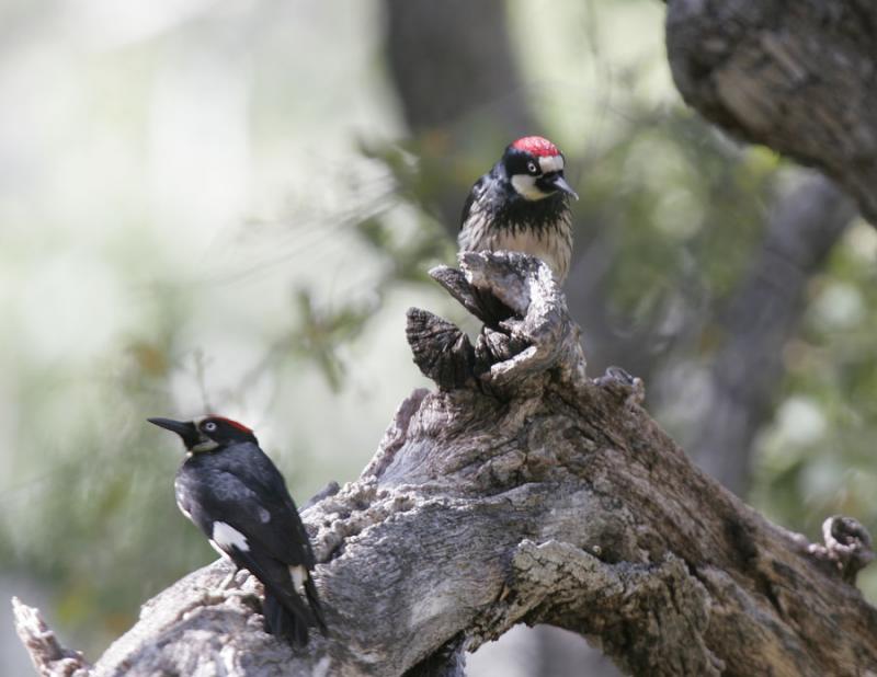 Acorn Woodpecker-3.jpg