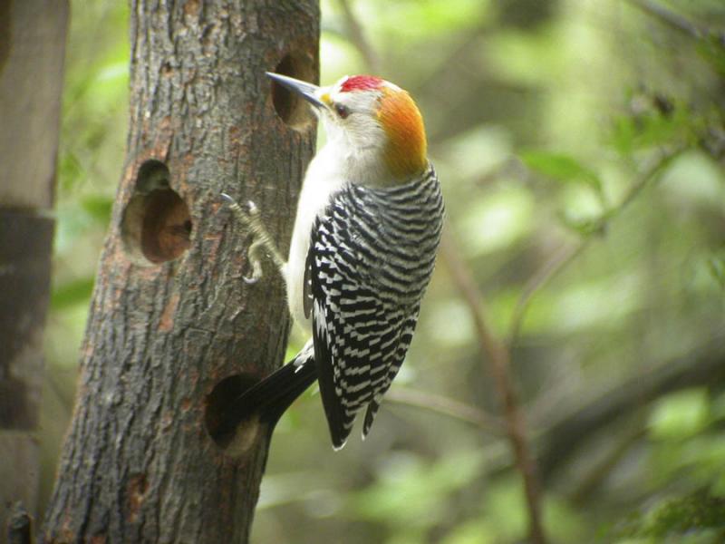 Golden-fronted Woodpecker-1.jpg