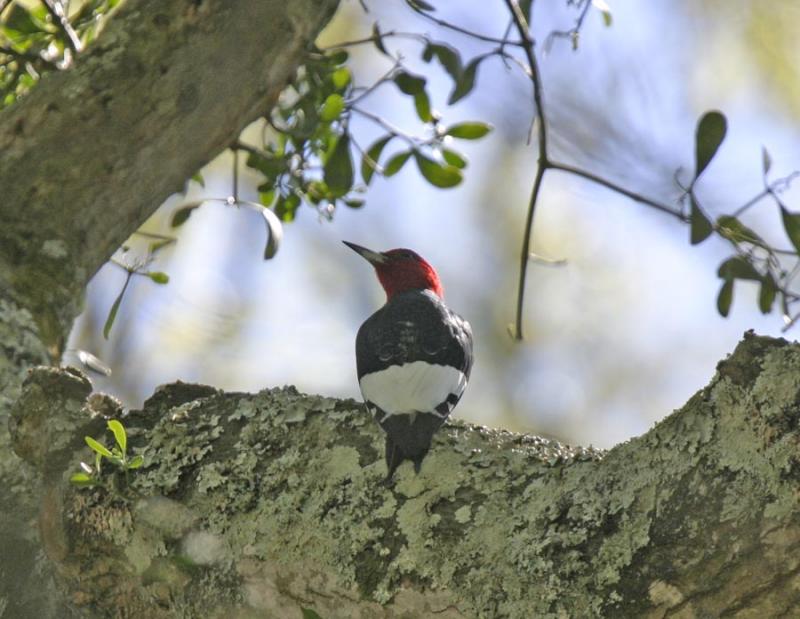 Red-headed Woodpecker-2.jpg