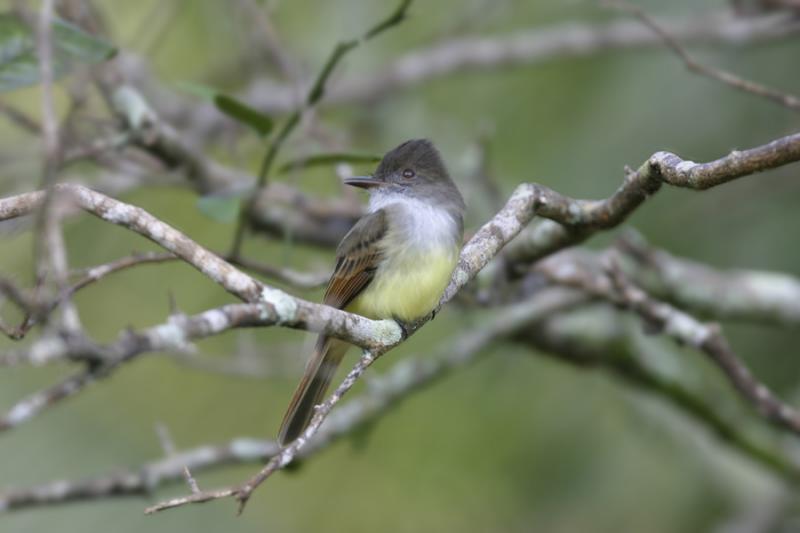Dusky-capped Flycatcher-1.jpg