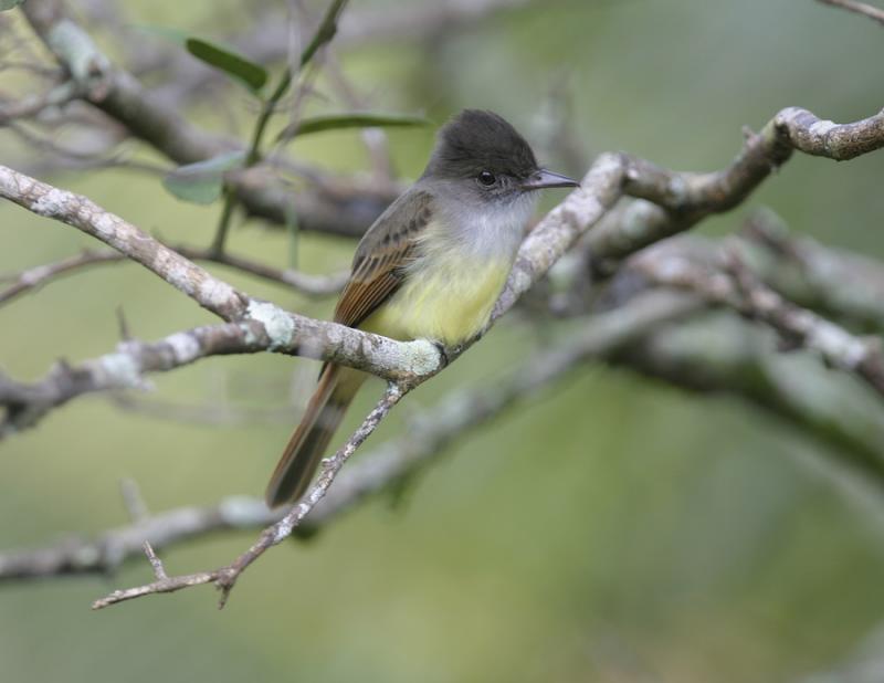 Dusky-capped Flycatcher-2.jpg