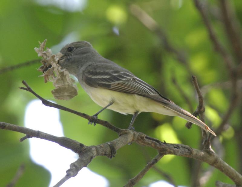 Great-creasted Flycatcher-2.jpg