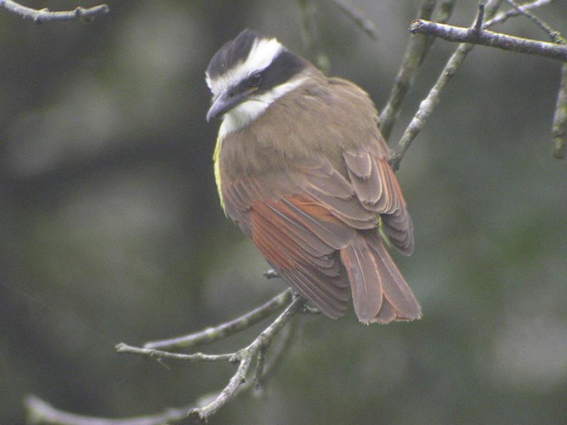 Kiskadee-2.jpg