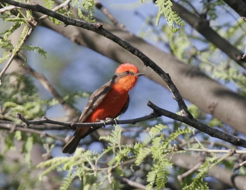 Vermillion Flycatcher-6.jpg