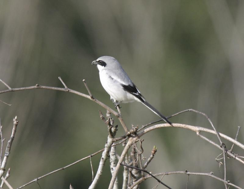 Loggerhead Shrike-4.jpg