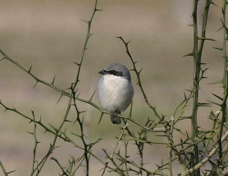 Loggerhead Shrike-5.jpg