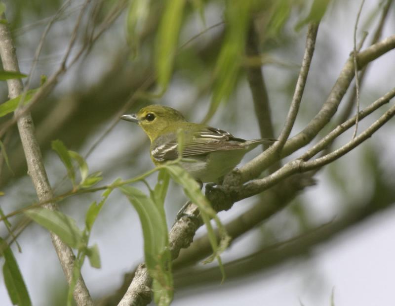 Yellow-Throated Vireo-1.jpg