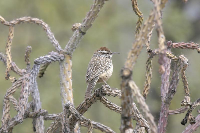 Cactus Wren-3.jpg