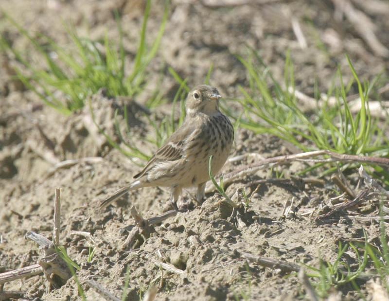 Am Pipit-1.jpg
