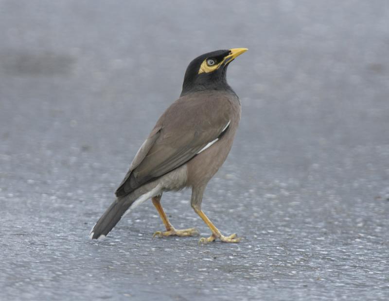 Common Myna-1.jpg