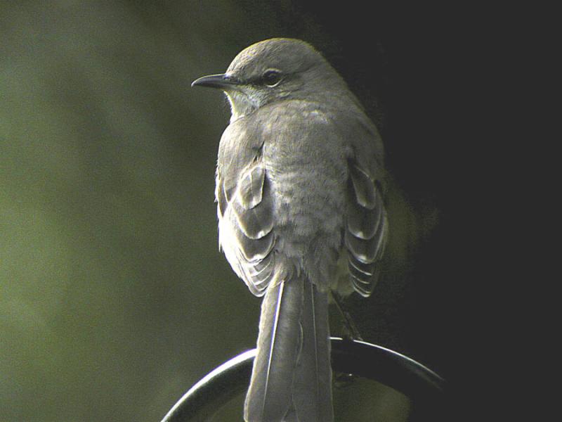 Mockingbird-6.jpg