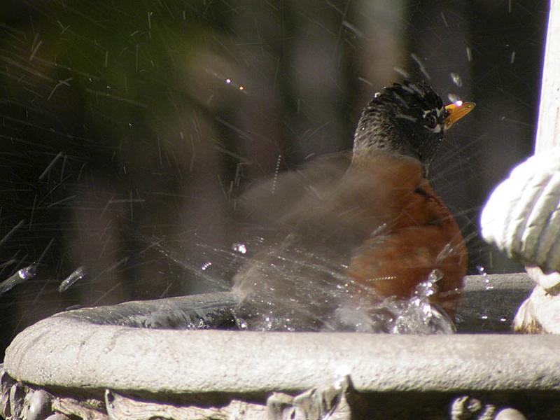 Robin Bathing.jpg