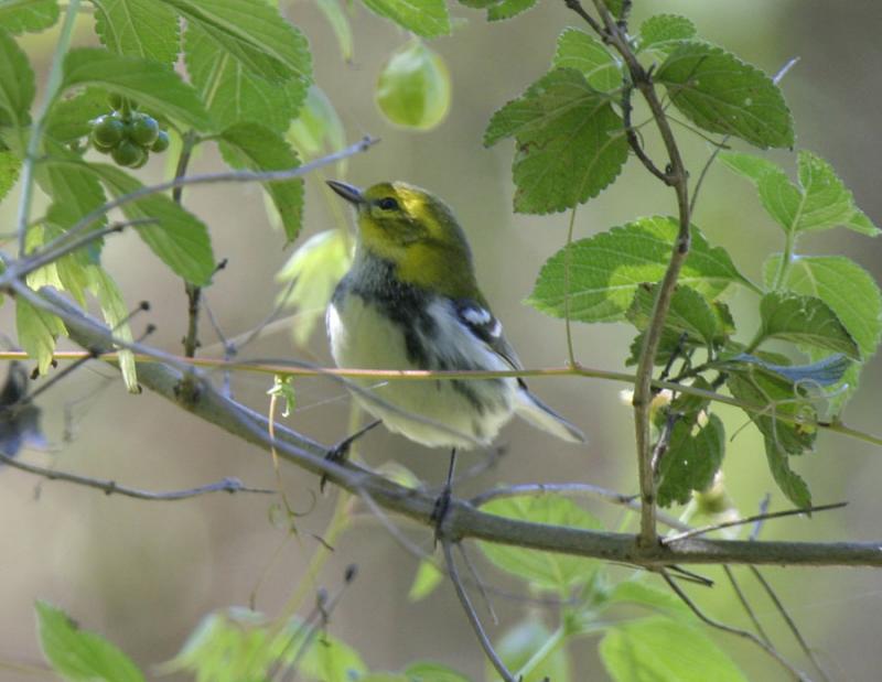 Black-throated Green-1.jpg