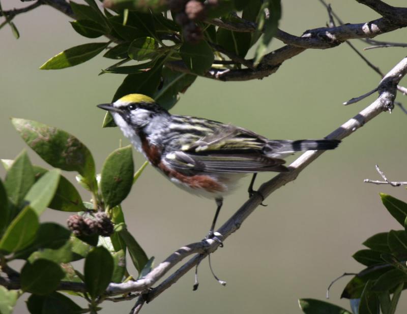 Chestnut-sided-1.jpg