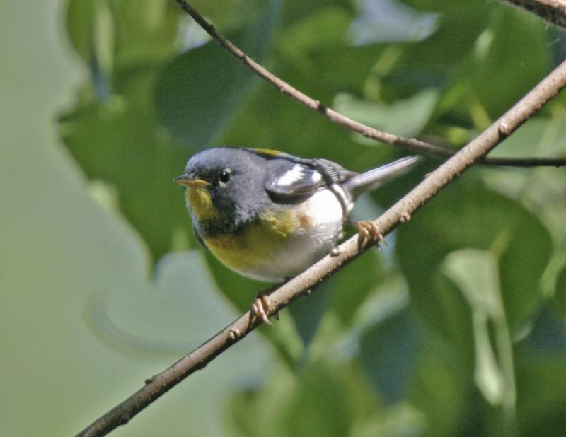 Northern Parula-=4.jpg