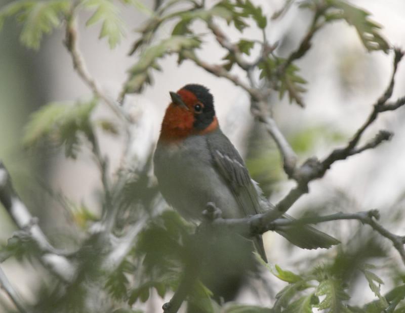 Red-faced-2.jpg