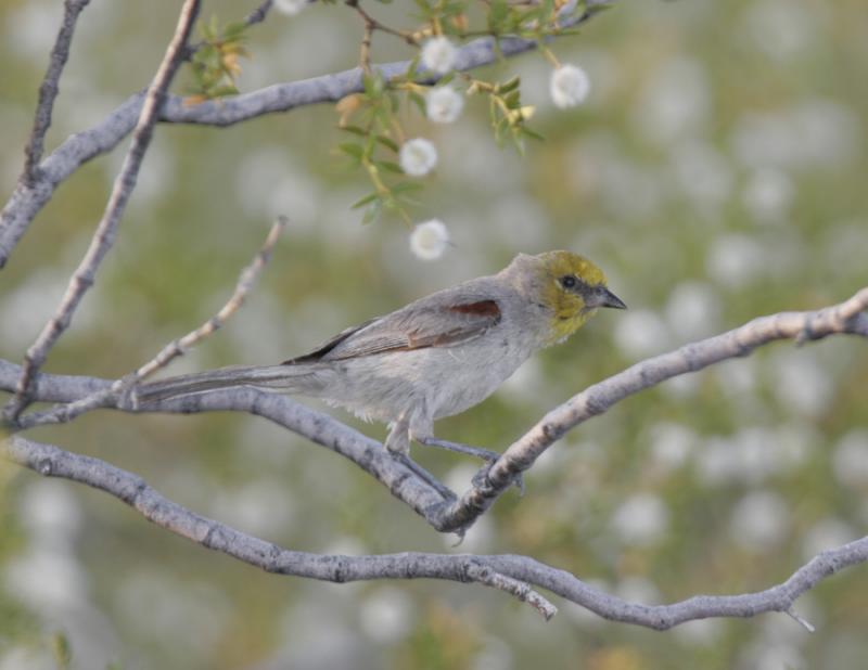 Verdin-3.jpg