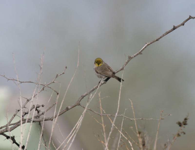 Verdin-4.jpg