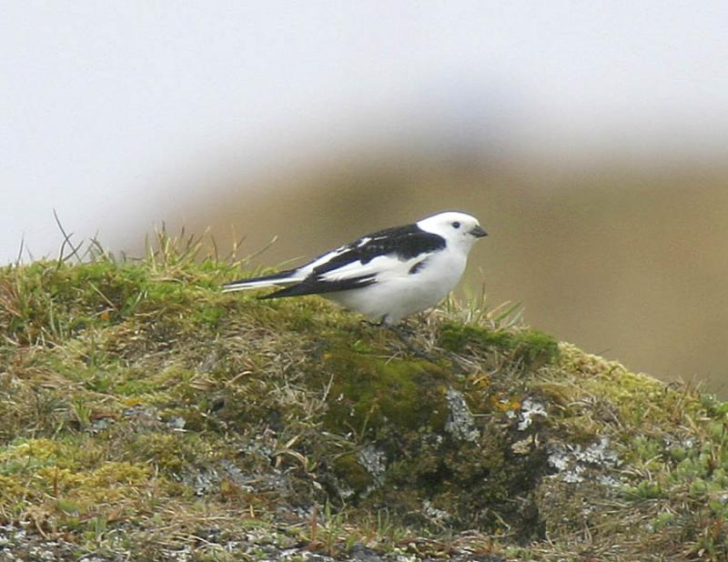 Snow Bunting-3.jpg