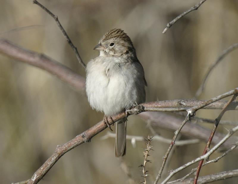Brewers Sparrow-2-San Pedro House, AZ